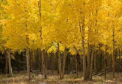Santa Fe & New Mexico autumn