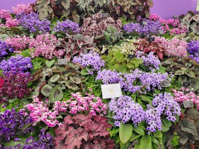 Begonias Win a Gold Medal