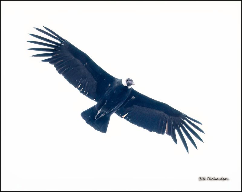condor 3.jpg