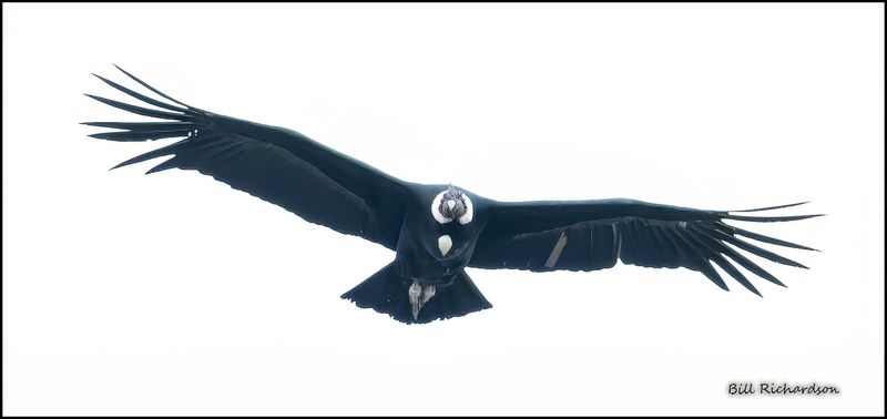 condor 4.jpg