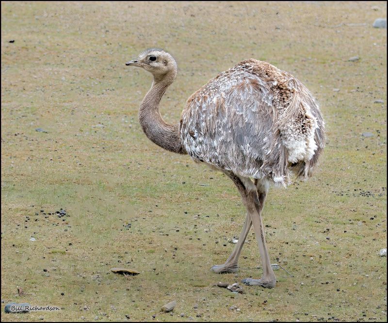 rhea.jpg