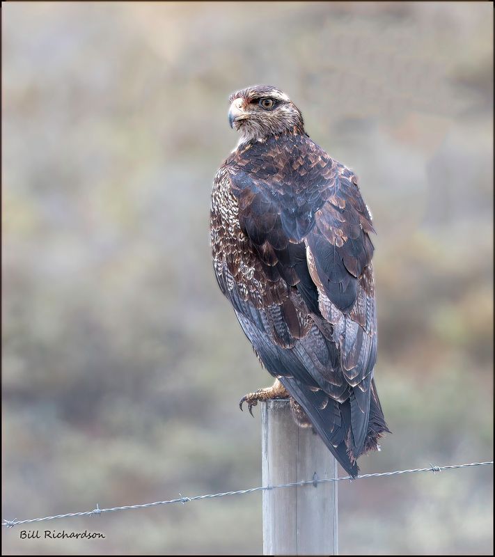 black chested buzzard eagle on post.jpg