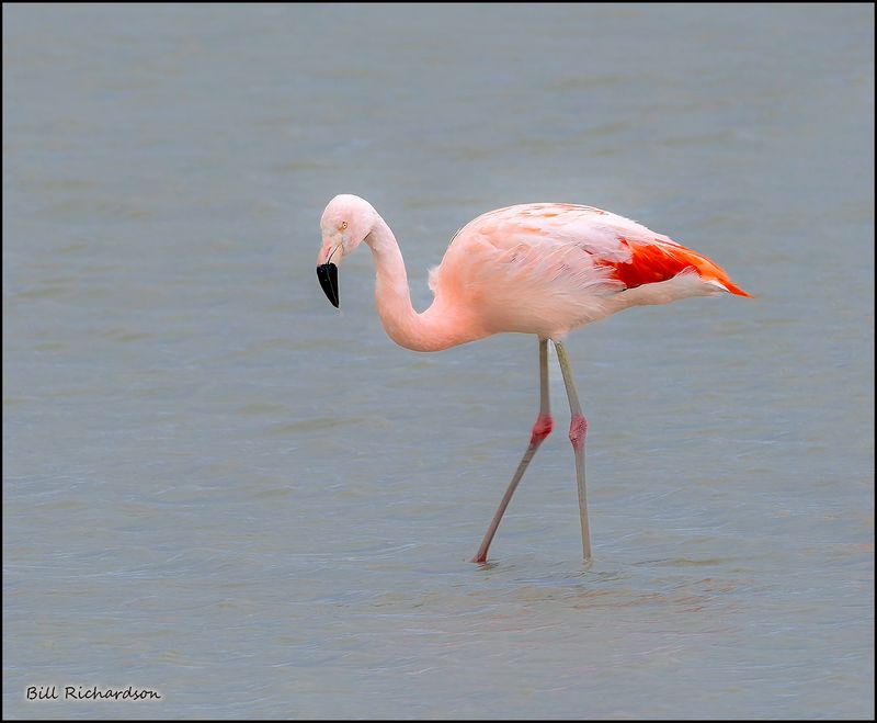 flamingo.jpg