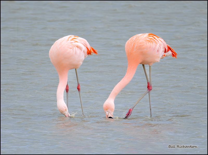 flamingos feeding.jpg