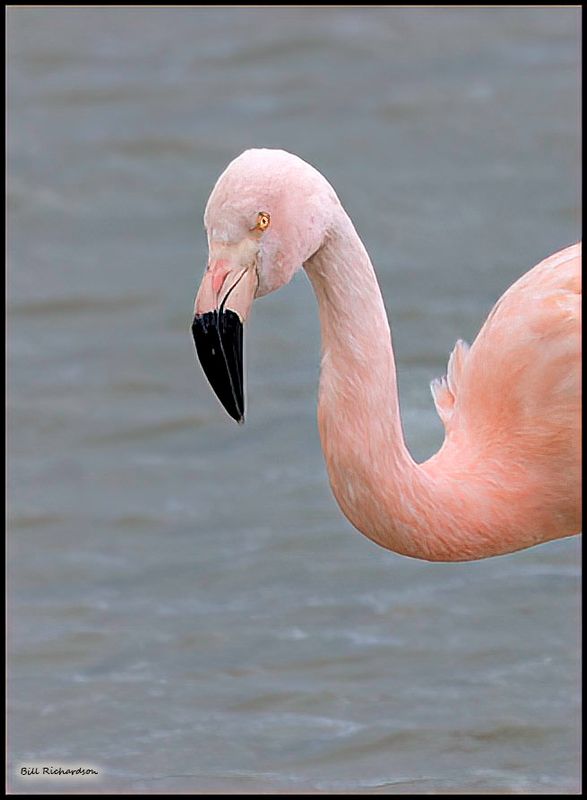flamingo portrait.jpg