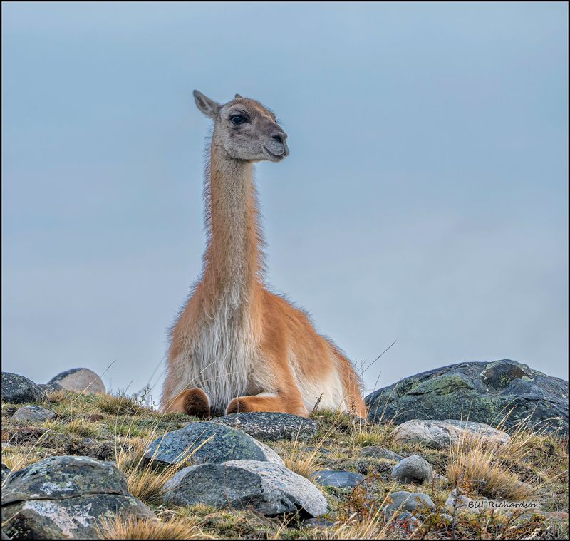 guanaco.jpg