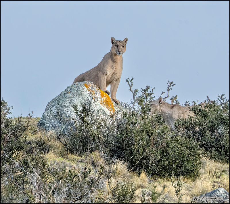 first puma.jpg