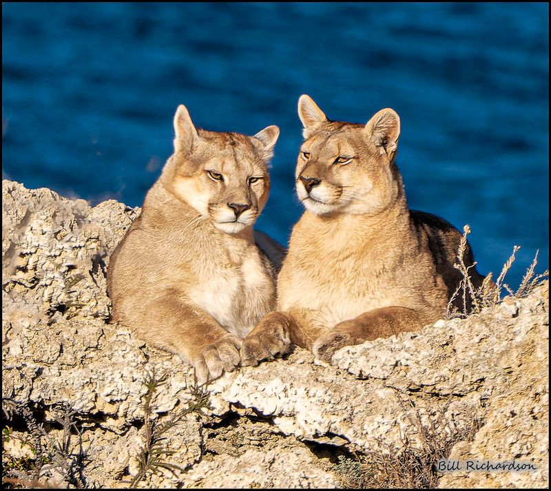 puma mom and cub.jpg