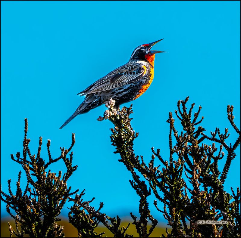 Llong Tailed Meadowlark.jpg