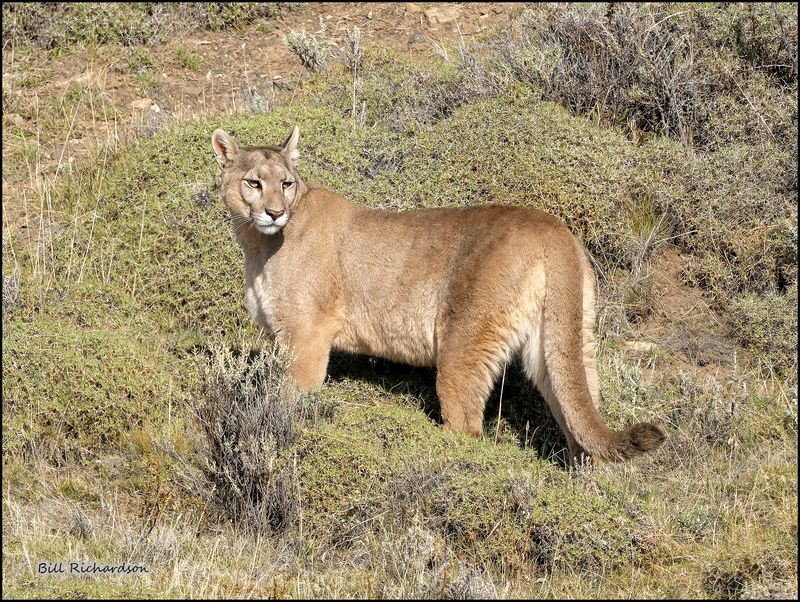 puma looking back.jpg