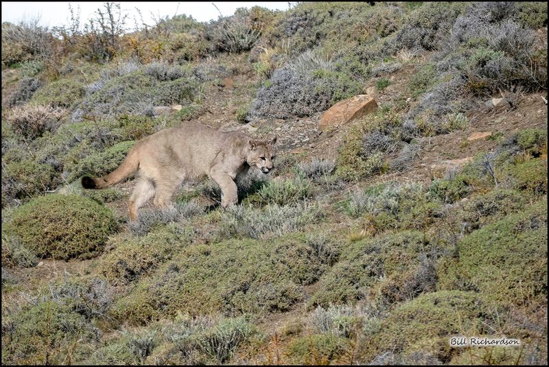 puma approaching.jpg