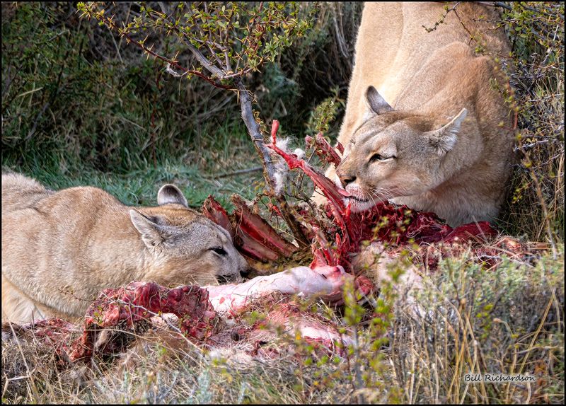 pumas ribs for dinner.jpg