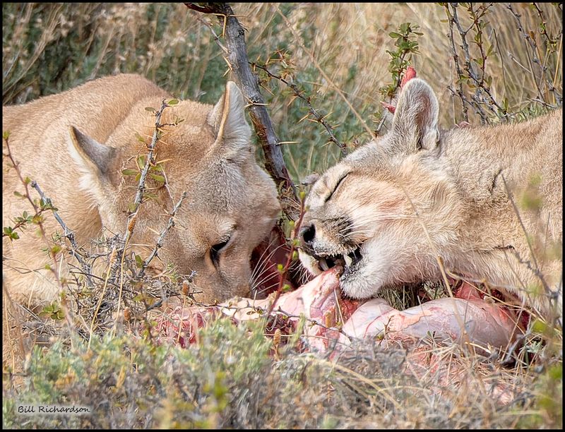 pumas eating.jpg