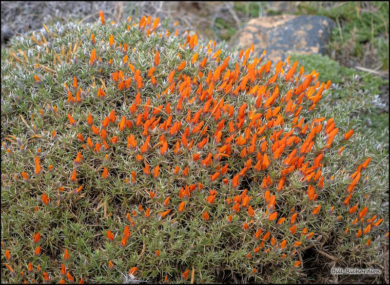 thornbush flowers.jpg