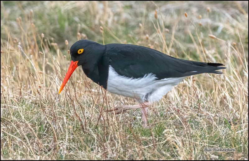 Magelanic Oyster Catcher (yellow eye ring).jpg
