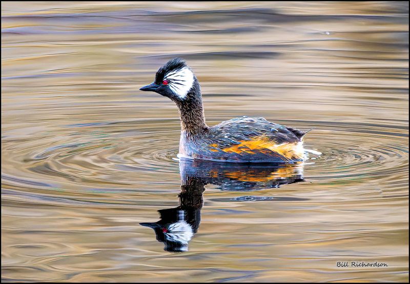 whie tufted grebe.jpg
