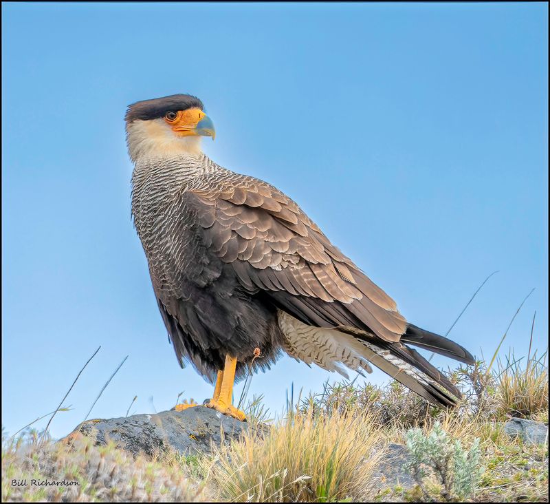 Chimango Caracara.jpg