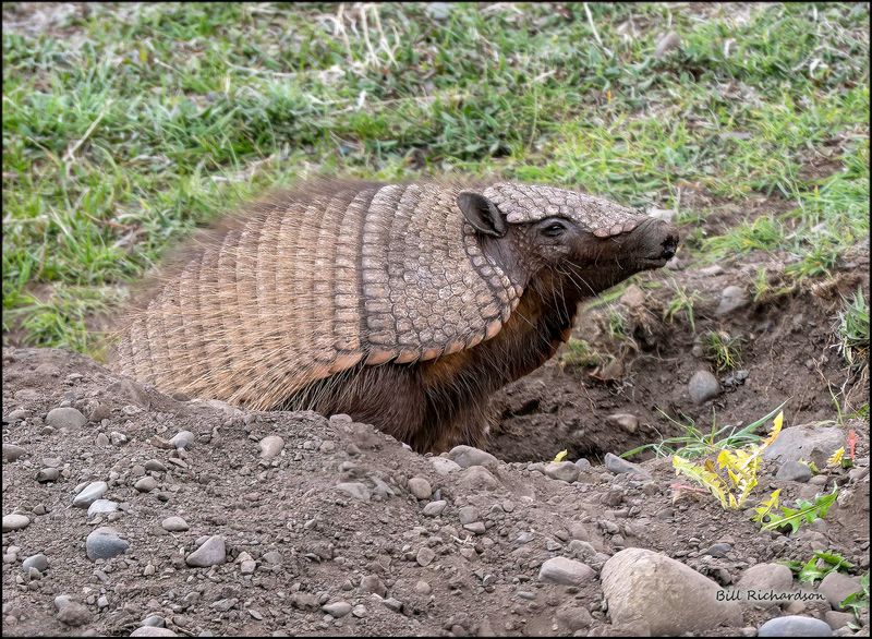 Hairy Armadillo side view.jpg