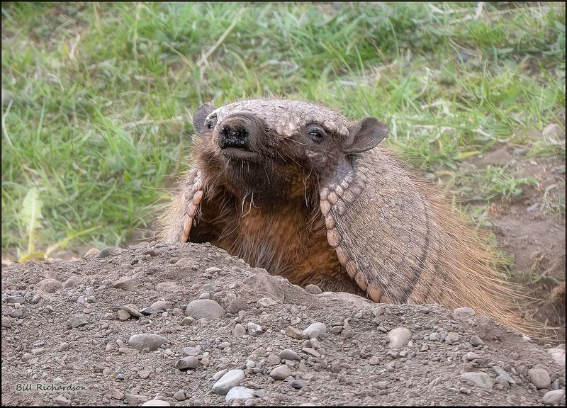 Hairy Armadillo head on.jpg