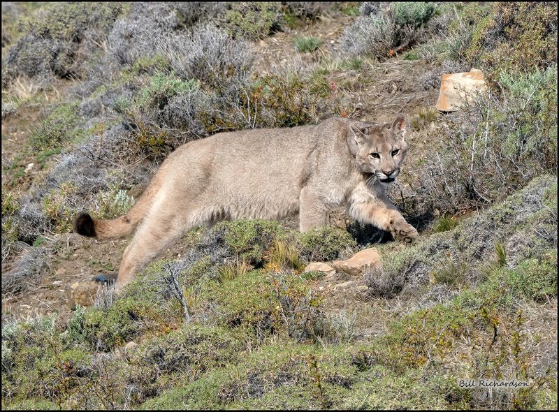 prowling puma.jpg