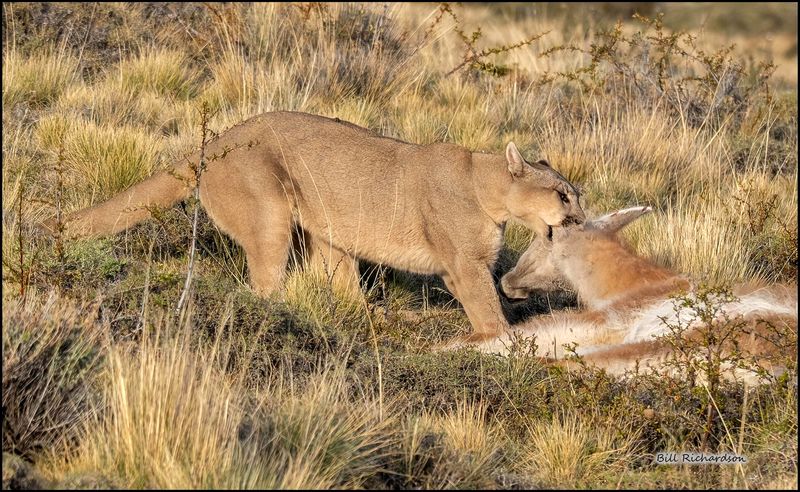 Puma pulling prey.jpg