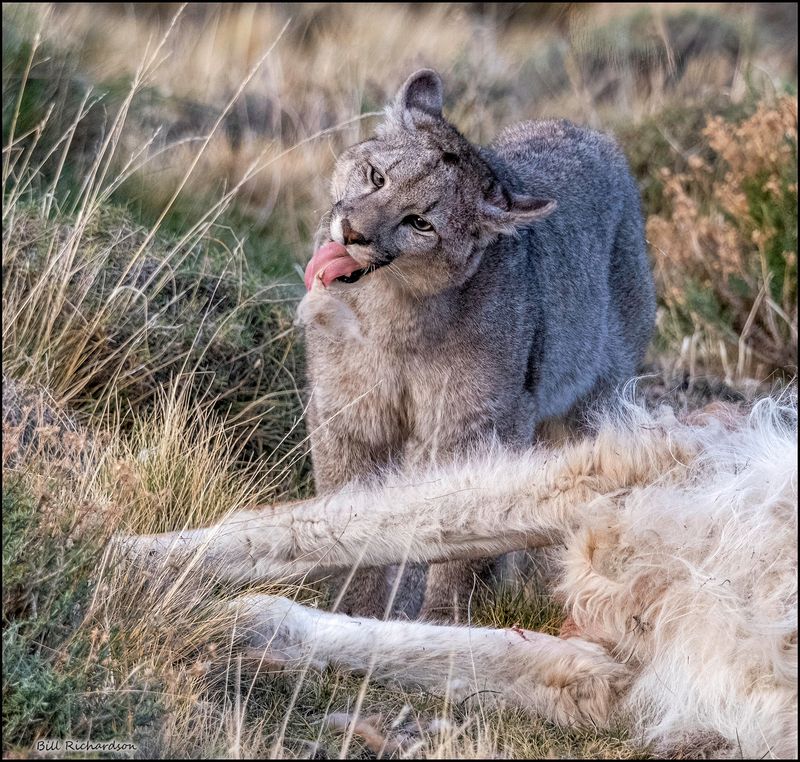 puma cub w mothful of hair.jpg
