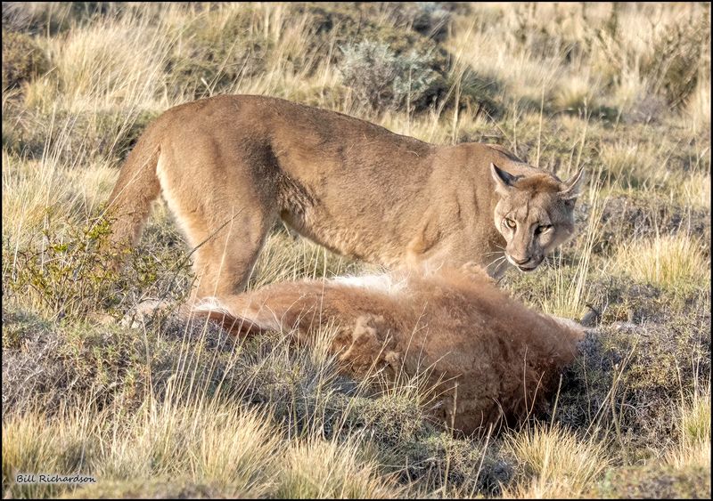 puma w kill.jpg