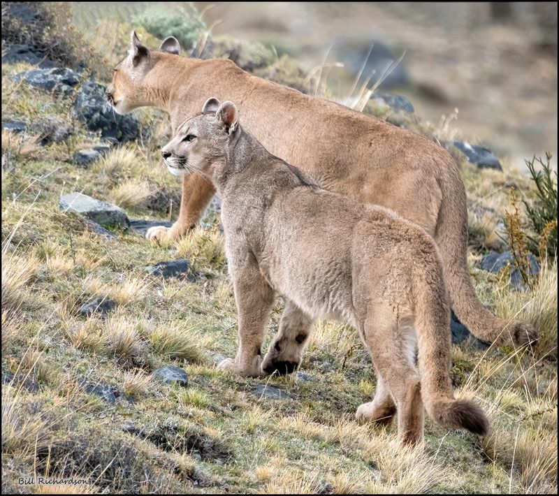 puma mom and cub.jpg