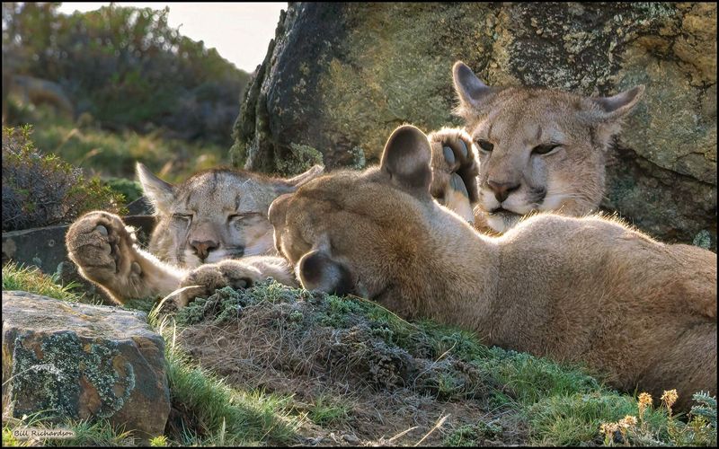 puma pile.jpg