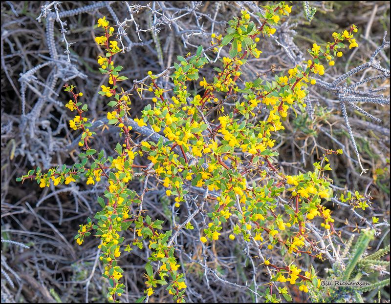yellow flowers.jpg