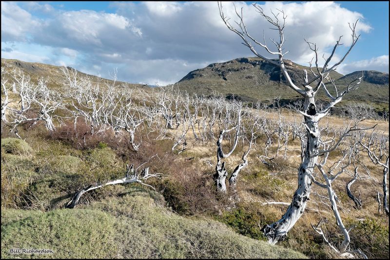 the white forest.jpg
