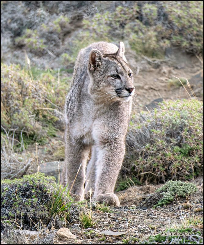 puma approaching.jpg
