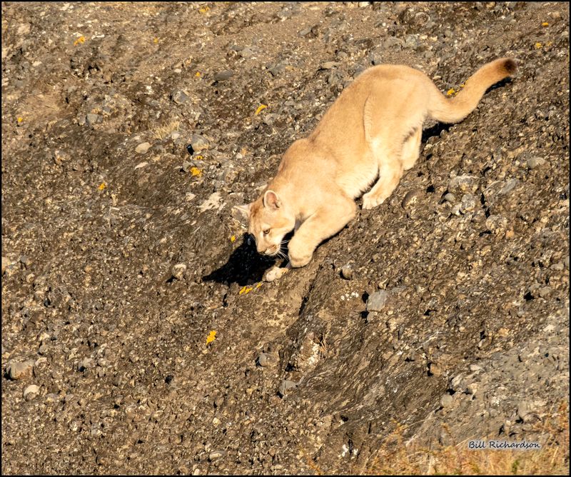 puma climbing down.jpg