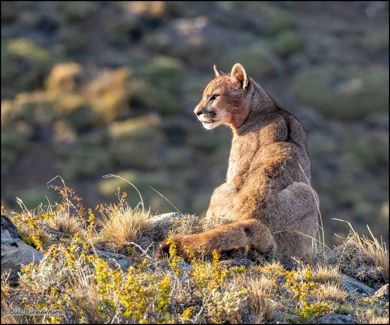 puma facing sun.jpg