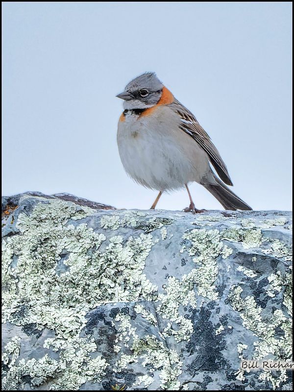 rufus collared sparrow.jpg