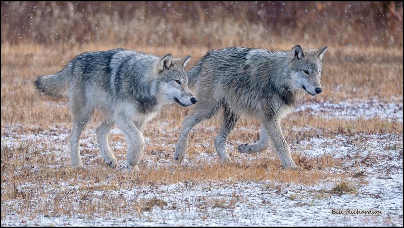 wolf couple.jpg