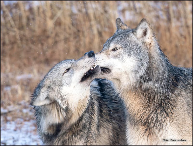 wolf kiss.jpg
