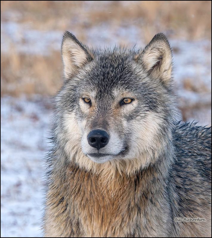 wolf portrait 2.jpg
