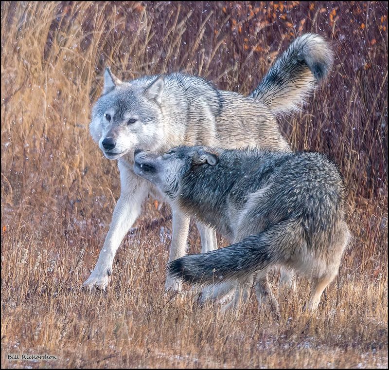 wolf showing submission.jpg