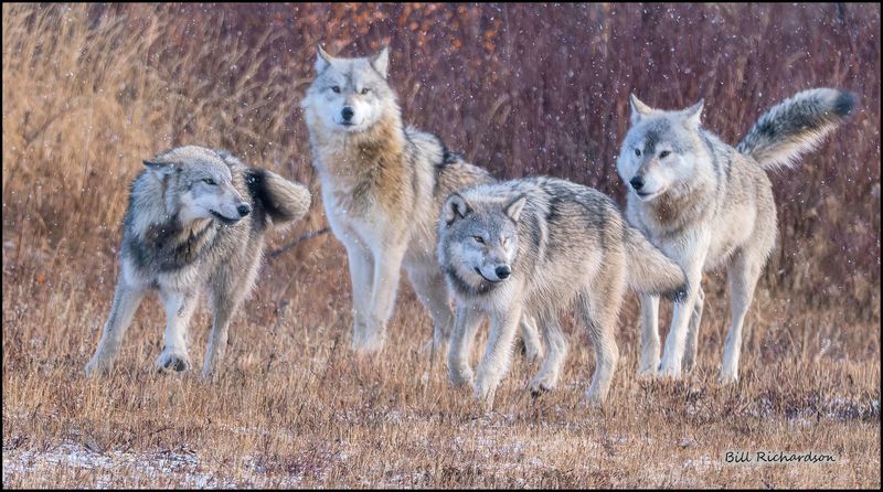 wolves 4 in snowfall.jpg