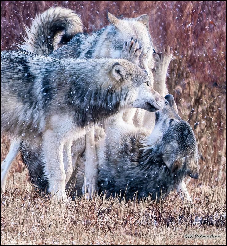 wolves roughhousing.jpg