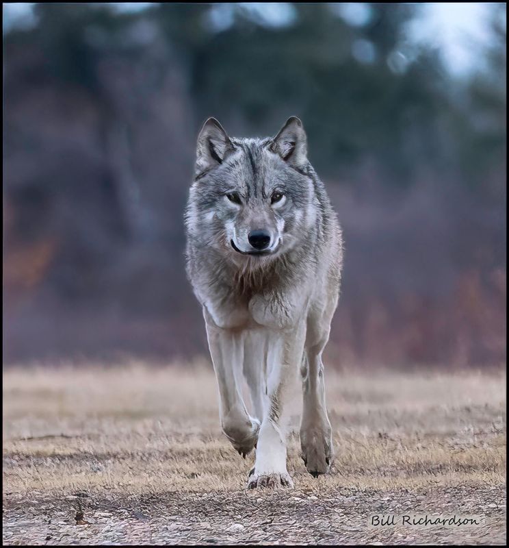 wolf approaching.jpg