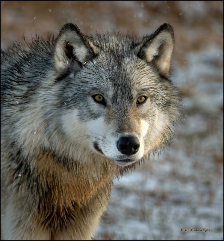 wolf portrait.jpg