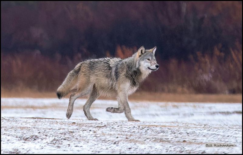 wolf trotting.jpg