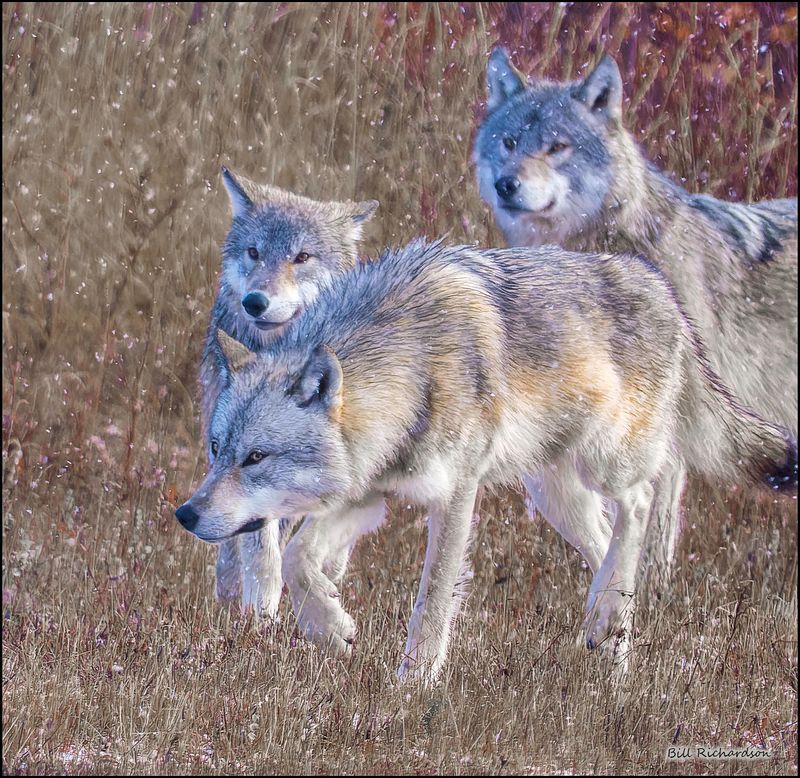 wolves 3 in snowfall.jpg
