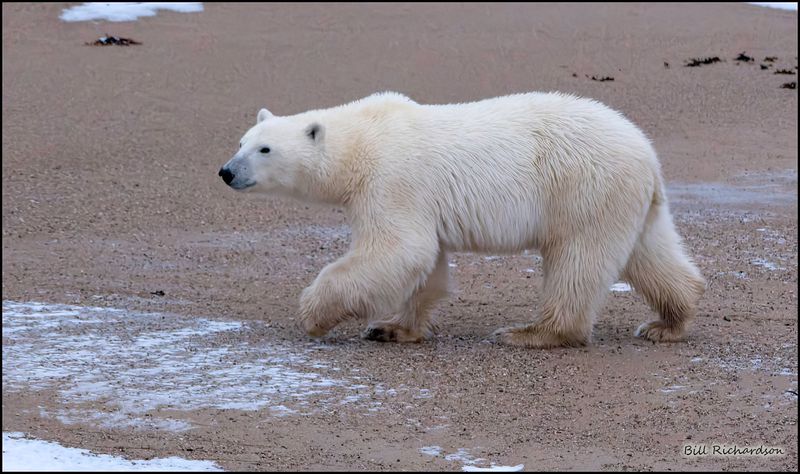 polar bear2.jpg