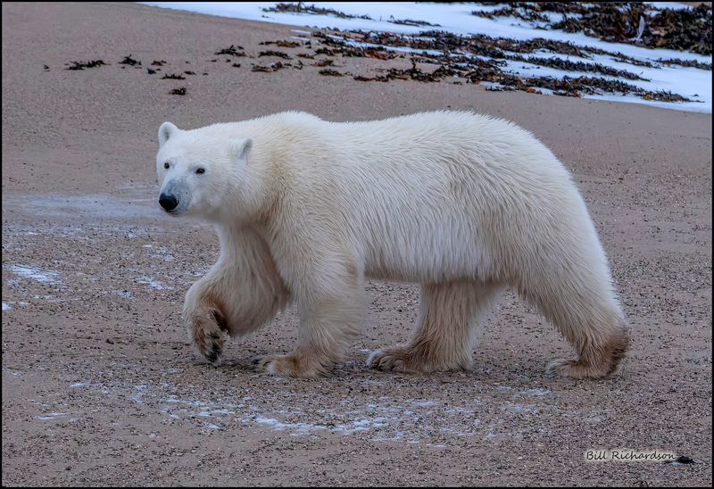 polar bear1.jpg