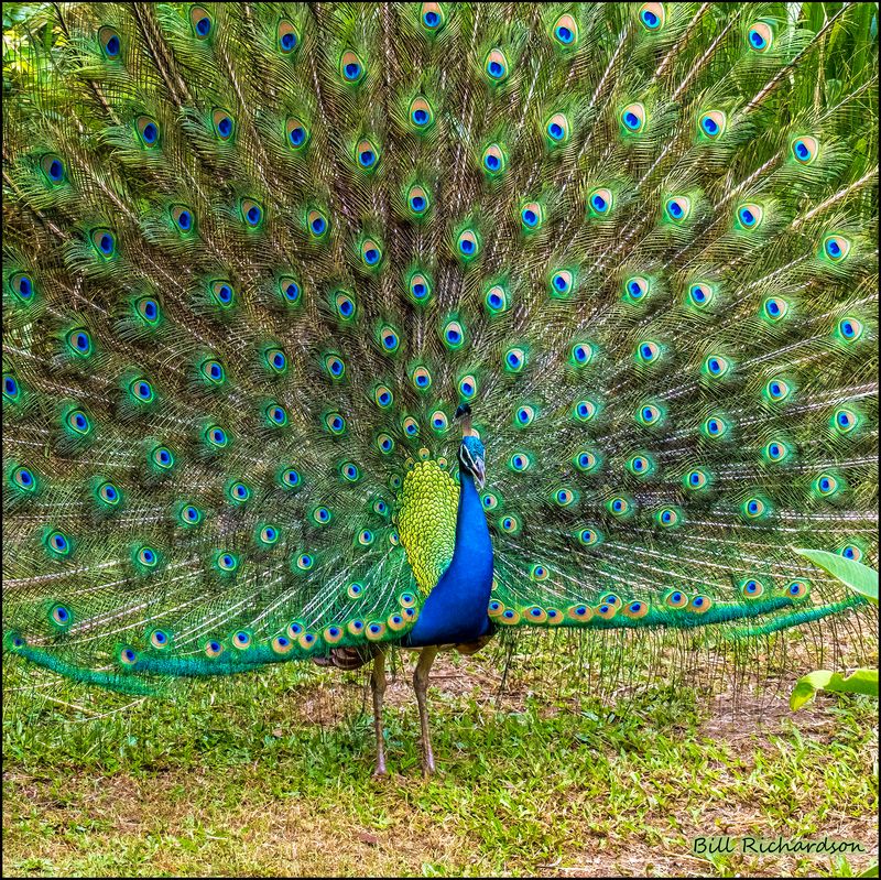 displaying peacock.jpg