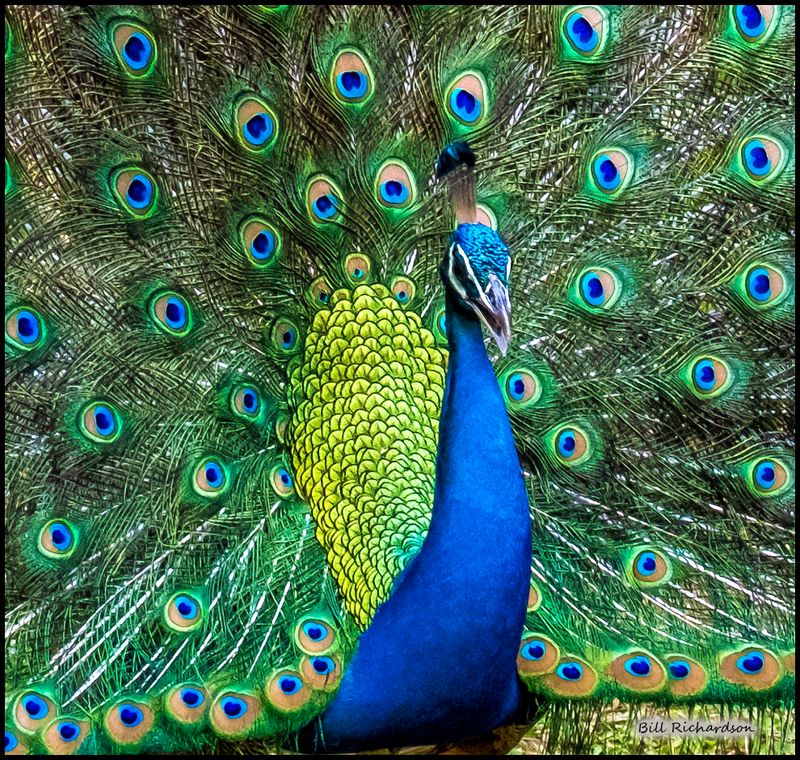 displaying peacock close.jpg