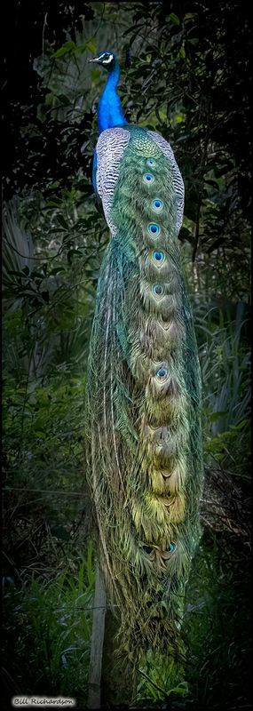 peacock on post.jpg